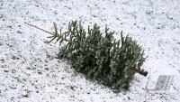 Schmuckbild, Wetterbild, Ende der Weihnachtszeit, War schon Knut? Der Tannenbaum liegt im Garten.