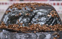 Schmuckbild, Wetterbild; Herbst, Blaetter liegen auf der Windschutzscheibe eines Autos