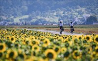 Hirrlingen (Kreis Tuebingen) Schmuckbild: Sonnenblumenfeld