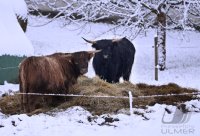 Winter Schmuckbild schottische Hochlandrinder bei Rottenburg - Dettingen