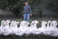 Gaense auf der Weide des Gefluegelhof Maier in Neustetten - Remmingsheim.