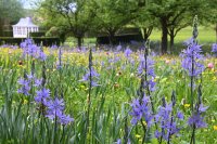 Doschkas Garten, Bluete Camassia Esculenta (Praerielilie)