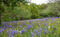 Doschkas Garten, Bluete Camassia Esculenta (Praerielilie)