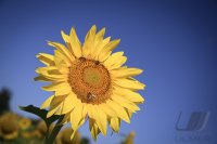 Hirrlingen (Kreis Tuebingen) Schmuckbild: Verbluehtes Sonnenblumenfeld