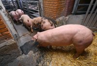 Anlieferung von Schweine zur Schlachtung im Rottenburger Schlachthof (Kreis Tuebingen)