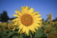 Hirrlingen (Kreis Tuebingen) Schmuckbild: Verbluehtes Sonnenblumenfeld