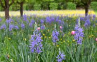 Doschkas Garten, Bluete Camassia Esculenta (Praerielilie)