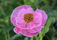 Doschka Garten; Klatschmohn Bluete