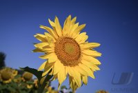 Hirrlingen (Kreis Tuebingen) Schmuckbild: Verbluehtes Sonnenblumenfeld