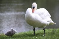 Schwan mit Nachwuchs in Rottenburg