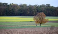 Schmuckbild, Wetterbild: Herbst