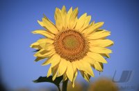 Hirrlingen (Kreis Tuebingen) Schmuckbild: Verbluehtes Sonnenblumenfeld