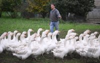 Gaense auf der Weide des Gefluegelhof Maier in Neustetten - Remmingsheim.