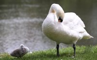 Schwan mit Nachwuchs in Rottenburg