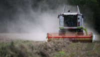 Neustetten (Kreis Tuebingen): Bio Landwirt Braun mit einem Anbauversuch von Kichererbse