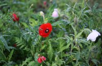 Doschka Garten; Klatschmohn Bluete