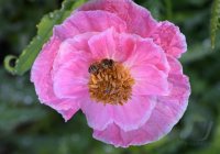 Doschka Garten; Klatschmohn Bluete mit Biene