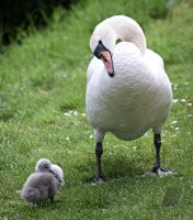 Schwan mit Nachwuchs in Rottenburg