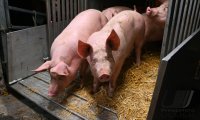 Anlieferung von Schweine zur Schlachtung im Rottenburger Schlachthof (Kreis Tuebingen)