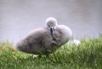 Schwan mit Nachwuchs in Rottenburg