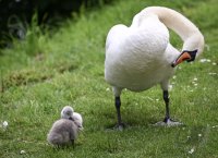 Schwan mit Nachwuchs in Rottenburg