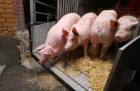 Anlieferung von Schweine zur Schlachtung im Rottenburger Schlachthof (Kreis Tuebingen)