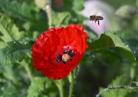 Doschka Garten; Klatschmohn Bluete mit Biene