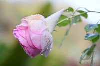 Schmuckbild, Wetterbild: Rosen mit Tautropfen