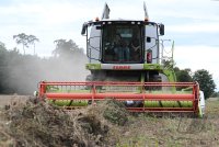 Neustetten (Kreis Tuebingen): Bio Landwirt Braun mit einem Anbauversuch von Kichererbse