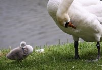 Schwan mit Nachwuchs in Rottenburg