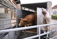 Anlieferung von Rinder am Schlachthof Rottenburg