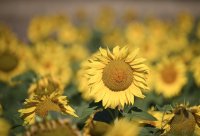 Hirrlingen (Kreis Tuebingen) Schmuckbild: Verbluehtes Sonnenblumenfeld