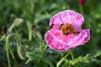 Doschka Garten; Klatschmohn Bluete mit Bienen