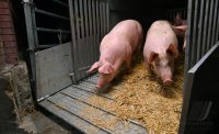 Anlieferung von Schweine zur Schlachtung im Rottenburger Schlachthof (Kreis Tuebingen)