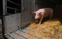 Anlieferung von Schweine zur Schlachtung im Rottenburger Schlachthof (Kreis Tuebingen)