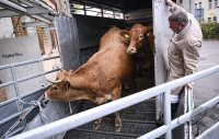 Anlieferung von Rinder am Schlachthof Rottenburg