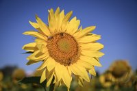 Hirrlingen (Kreis Tuebingen) Schmuckbild: Verbluehtes Sonnenblumenfeld