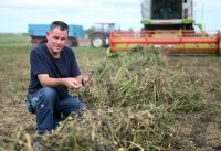 Neustetten (Kreis Tuebingen): Bio Landwirt Braun mit einem Anbauversuch von Kichererbse