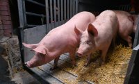 Anlieferung von Schweine zur Schlachtung im Rottenburger Schlachthof (Kreis Tuebingen)