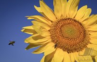 Hirrlingen (Kreis Tuebingen) Schmuckbild: Verbluehtes Sonnenblumenfeld