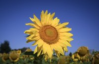 Hirrlingen (Kreis Tuebingen) Schmuckbild: Verbluehtes Sonnenblumenfeld