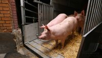 Anlieferung von Schweine zur Schlachtung im Rottenburger Schlachthof (Kreis Tuebingen)