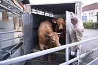 Anlieferung von Rinder am Schlachthof Rottenburg