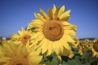 Hirrlingen (Kreis Tuebingen) Schmuckbild: Verbluehtes Sonnenblumenfeld