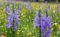 Doschkas Garten, Bluete Camassia Esculenta (Praerielilie)