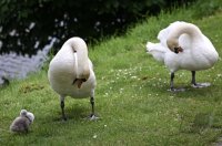 Schwan mit Nachwuchs in Rottenburg