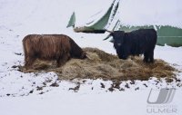 Winter Schmuckbild schottische Hochlandrinder bei Rottenburg - Dettingen