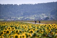 Hirrlingen (Kreis Tuebingen) Schmuckbild: Sonnenblumenfeld