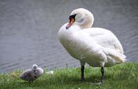 Schwan mit Nachwuchs in Rottenburg