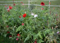 Doschka Garten; Klatschmohn Bluete